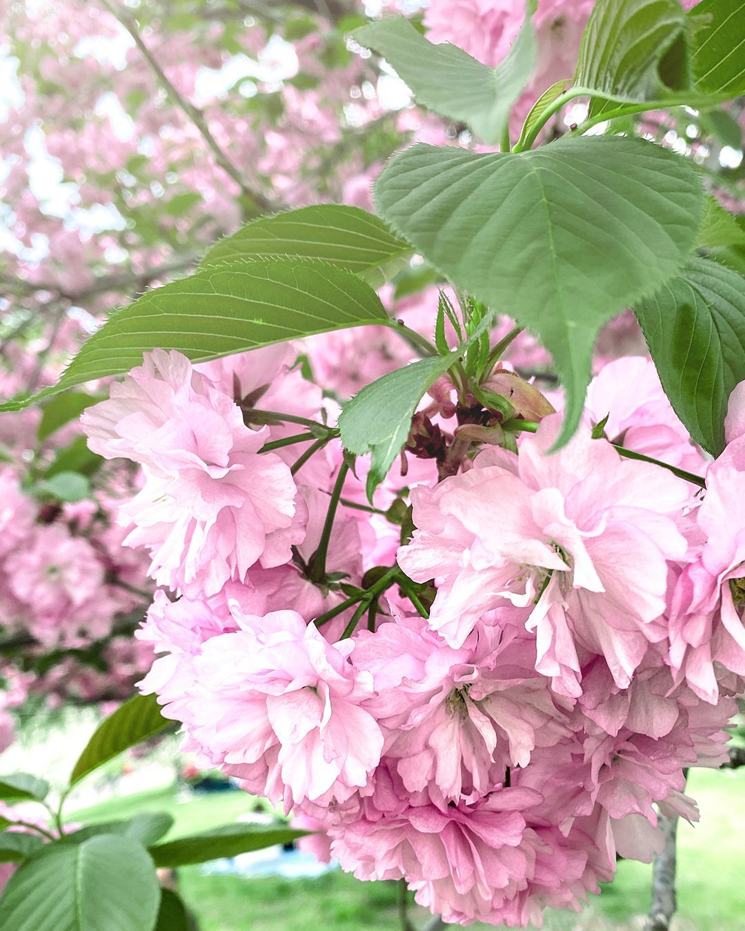 Fioritura dei Ciliegi a Roma 