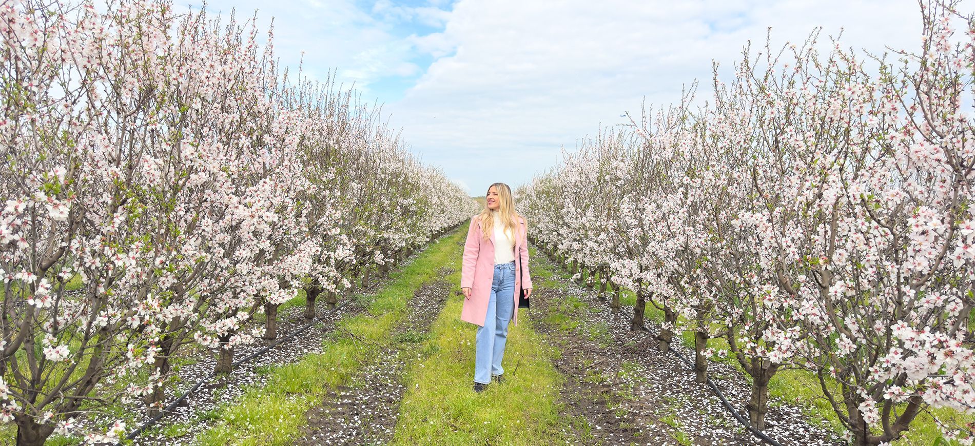 Mandorli in fiore all'Azienda Agricola Maccarese, vicino Roma