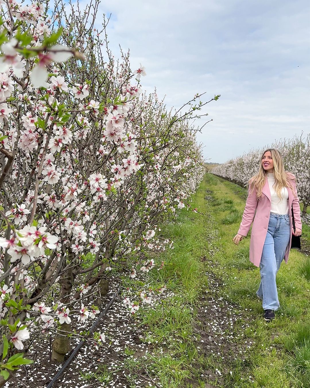 Fioritura dei mandorli nel Lazio