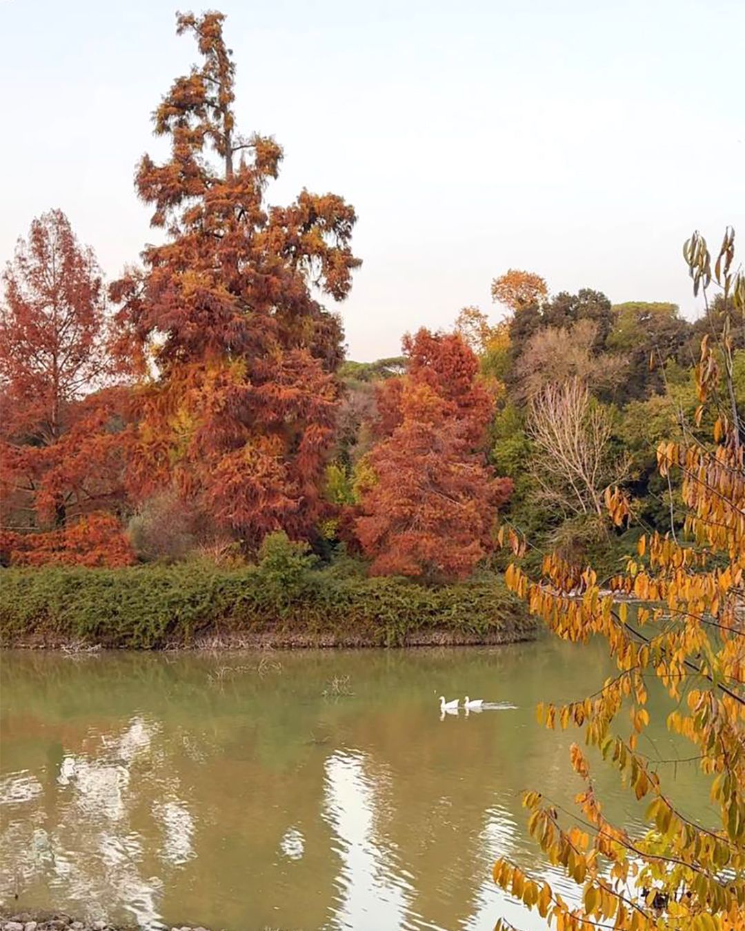Laghetto del Belvedere a Villa Doria Pamphilj