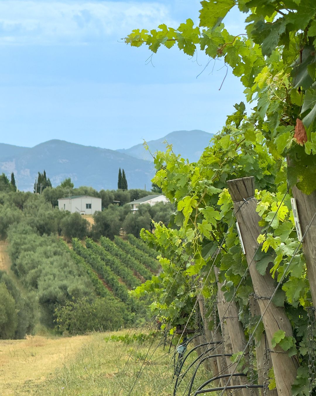 Vigneto Ômina Romana a Velletri