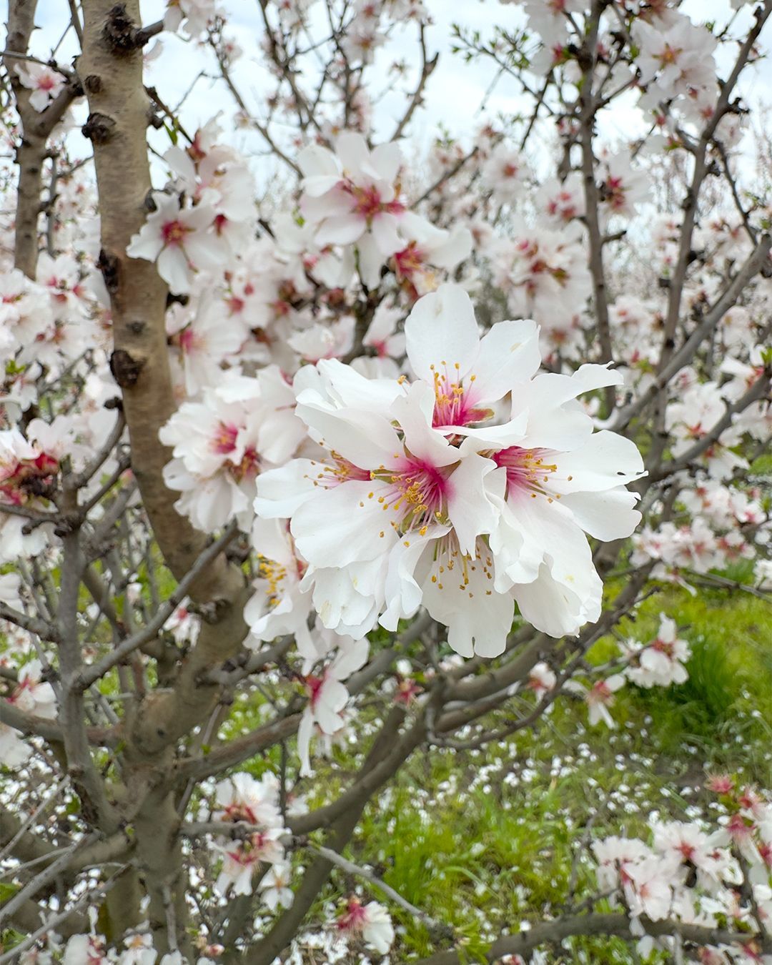 Quando vedere la fioritura dei mandorli