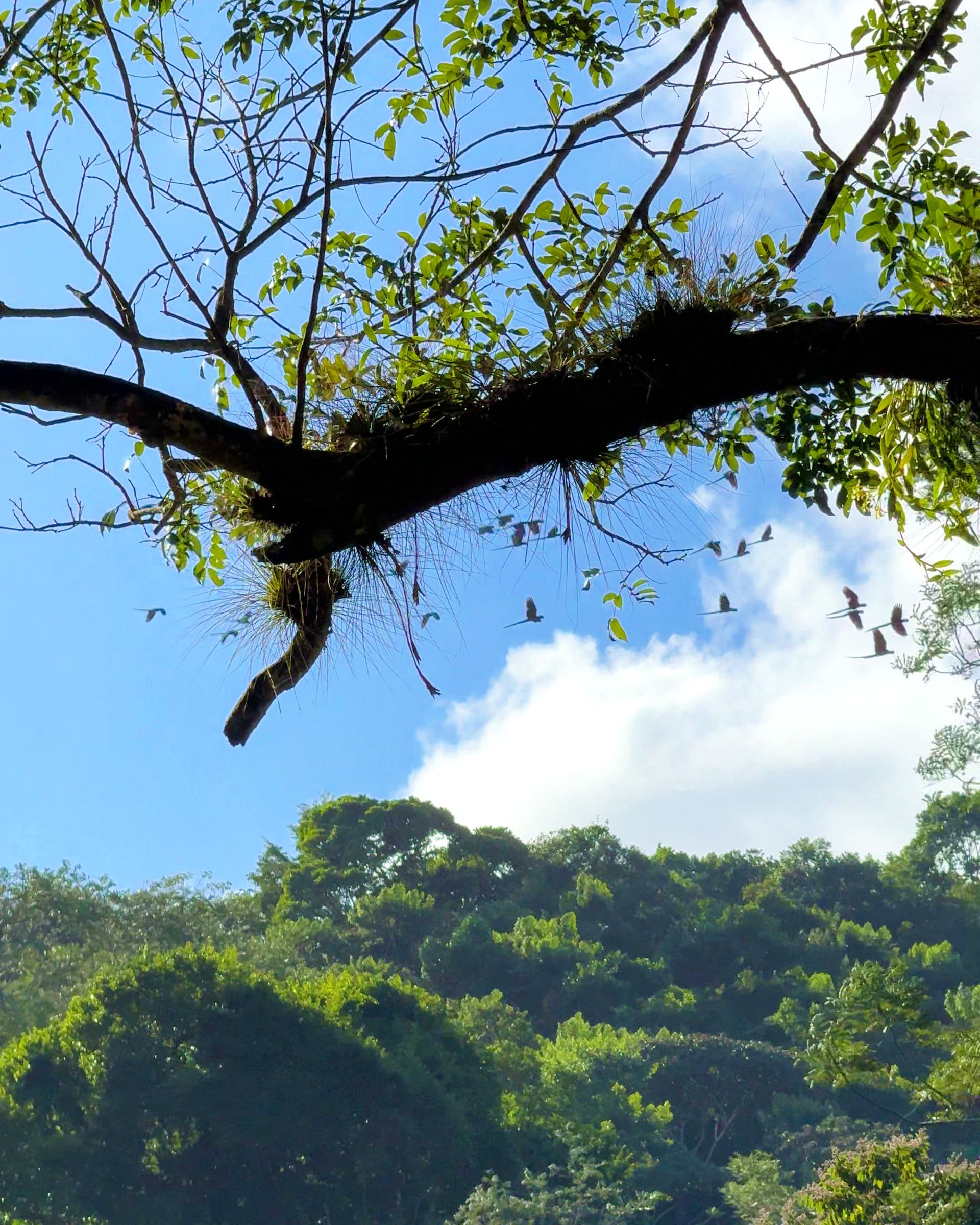 Red Bank ara scarlatti in Belize