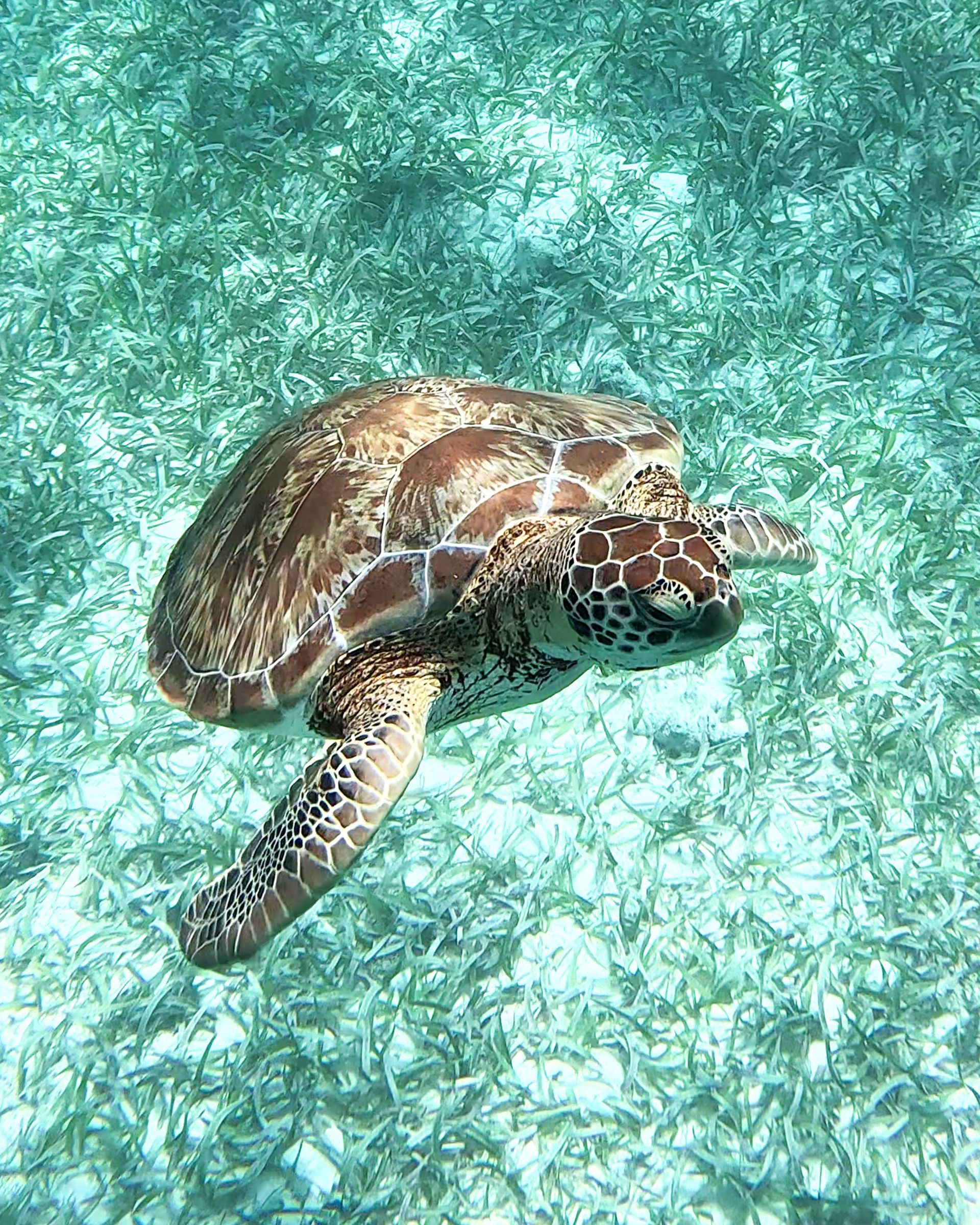 Hol Chan Marine Reserve Belize