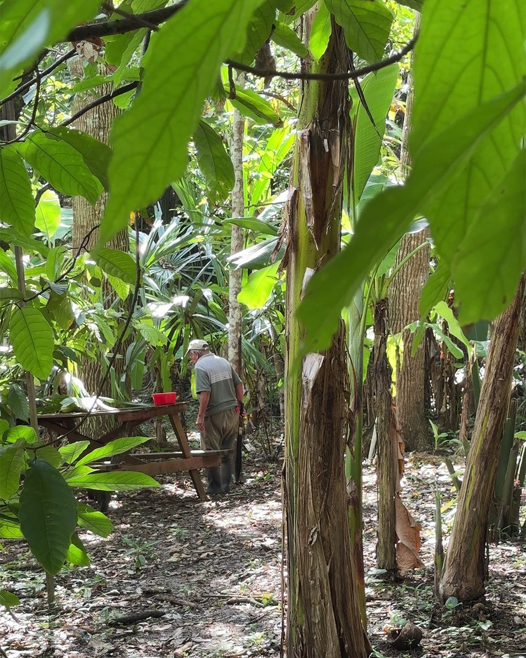 Tour del cioccolato Belize