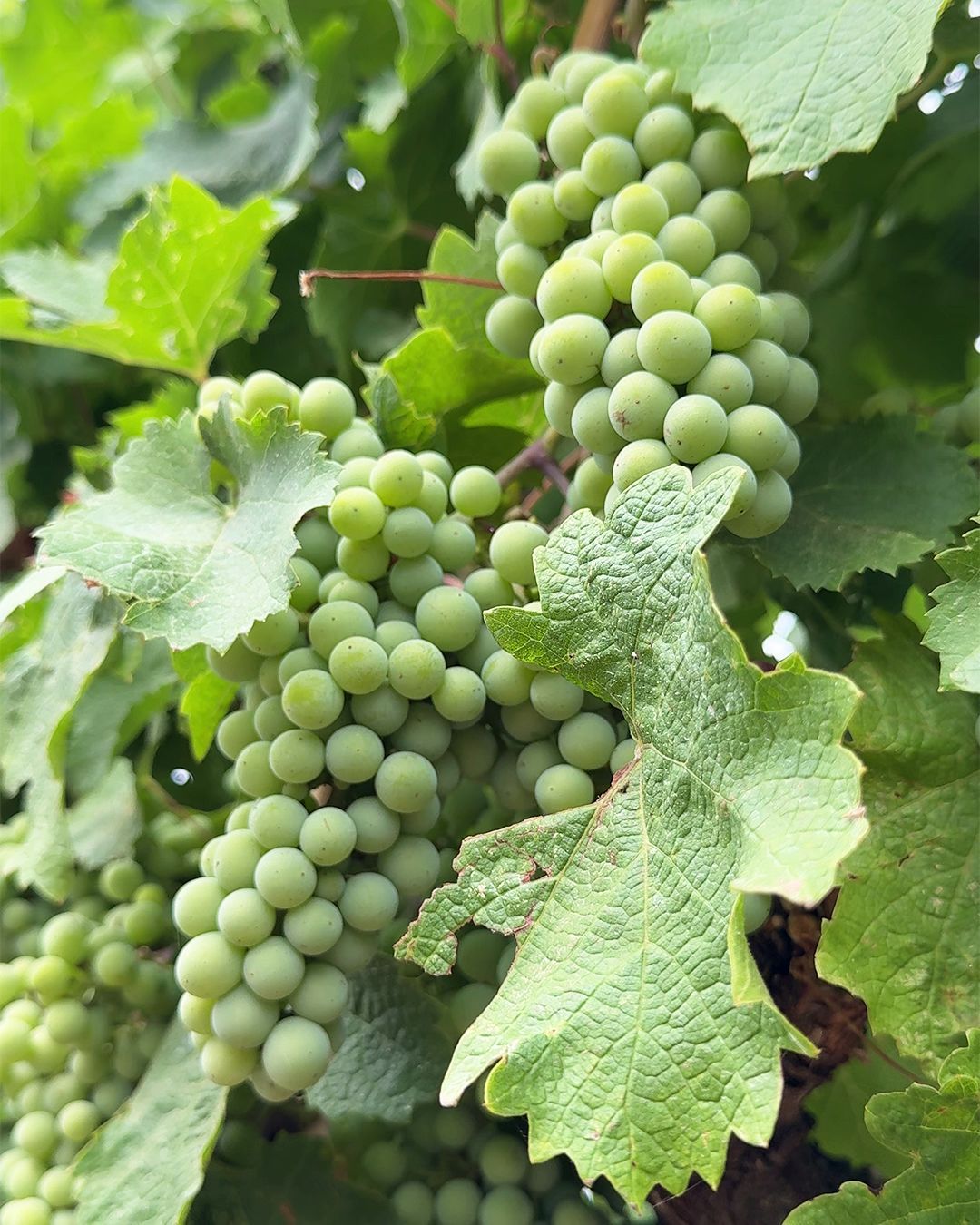 Degustazione cantina Velletri