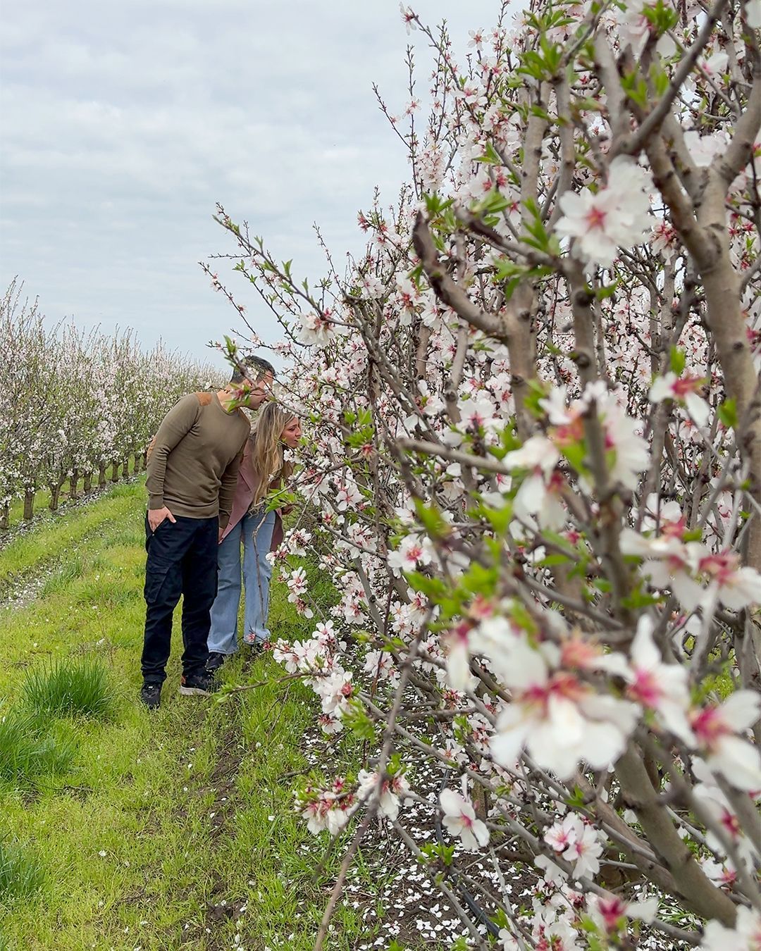 Visitare il mandorleto di Maccarese