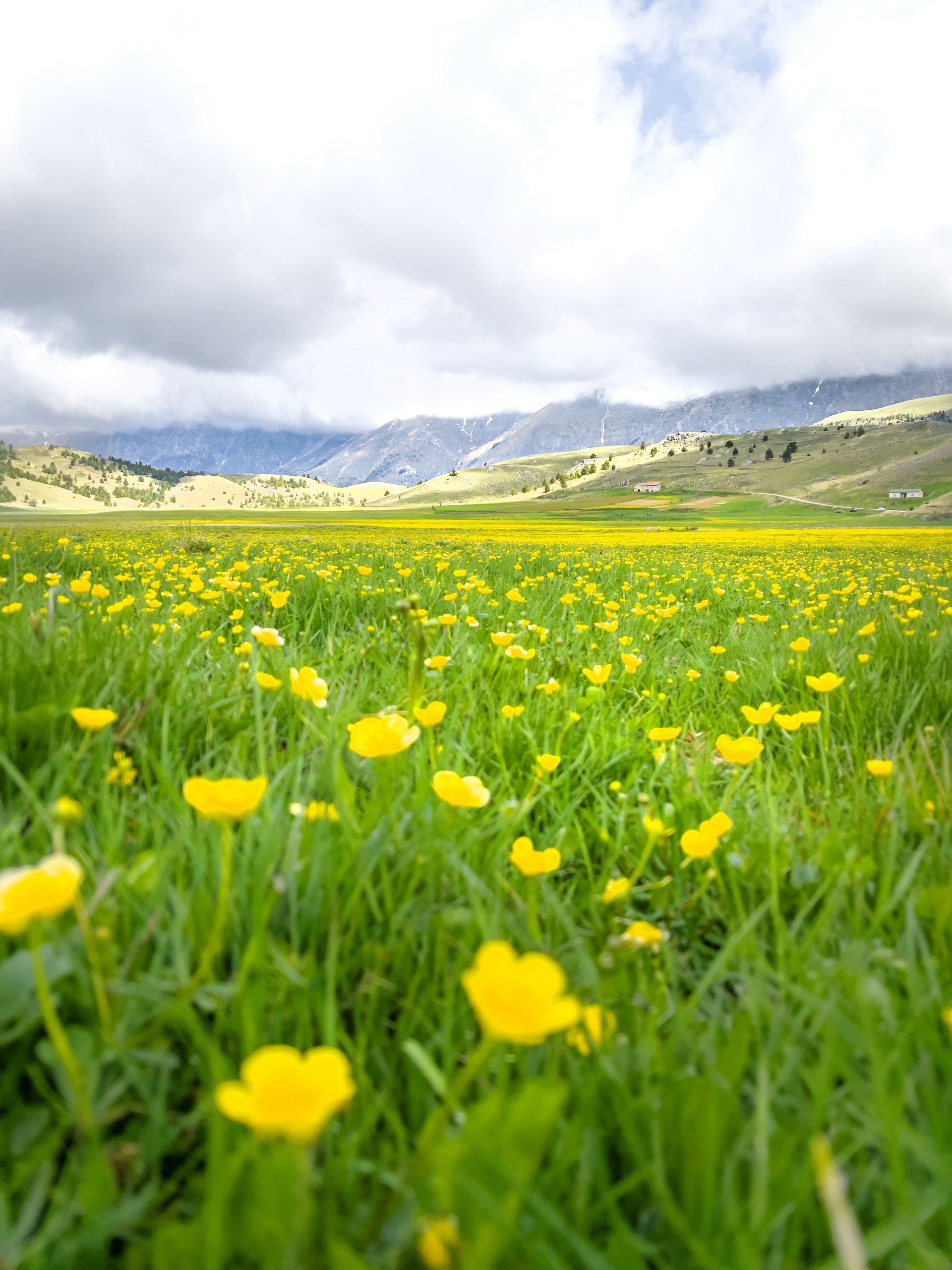 Fioritura crocus Campo Imperatore