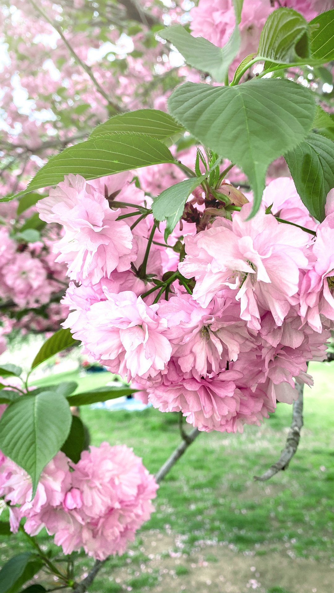 Vedere i ciliegi in fiore a Roma