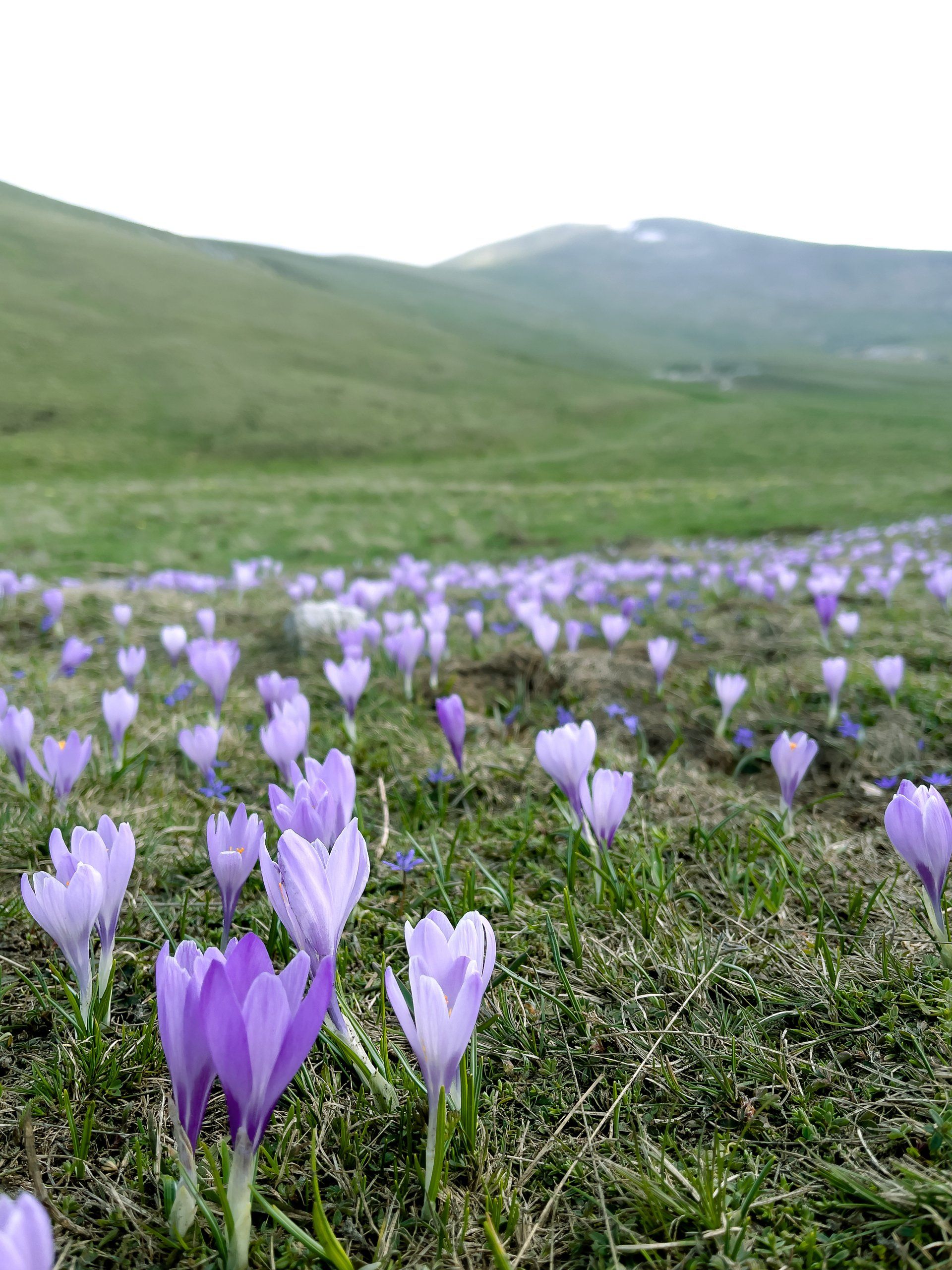 Fioritura Crocus