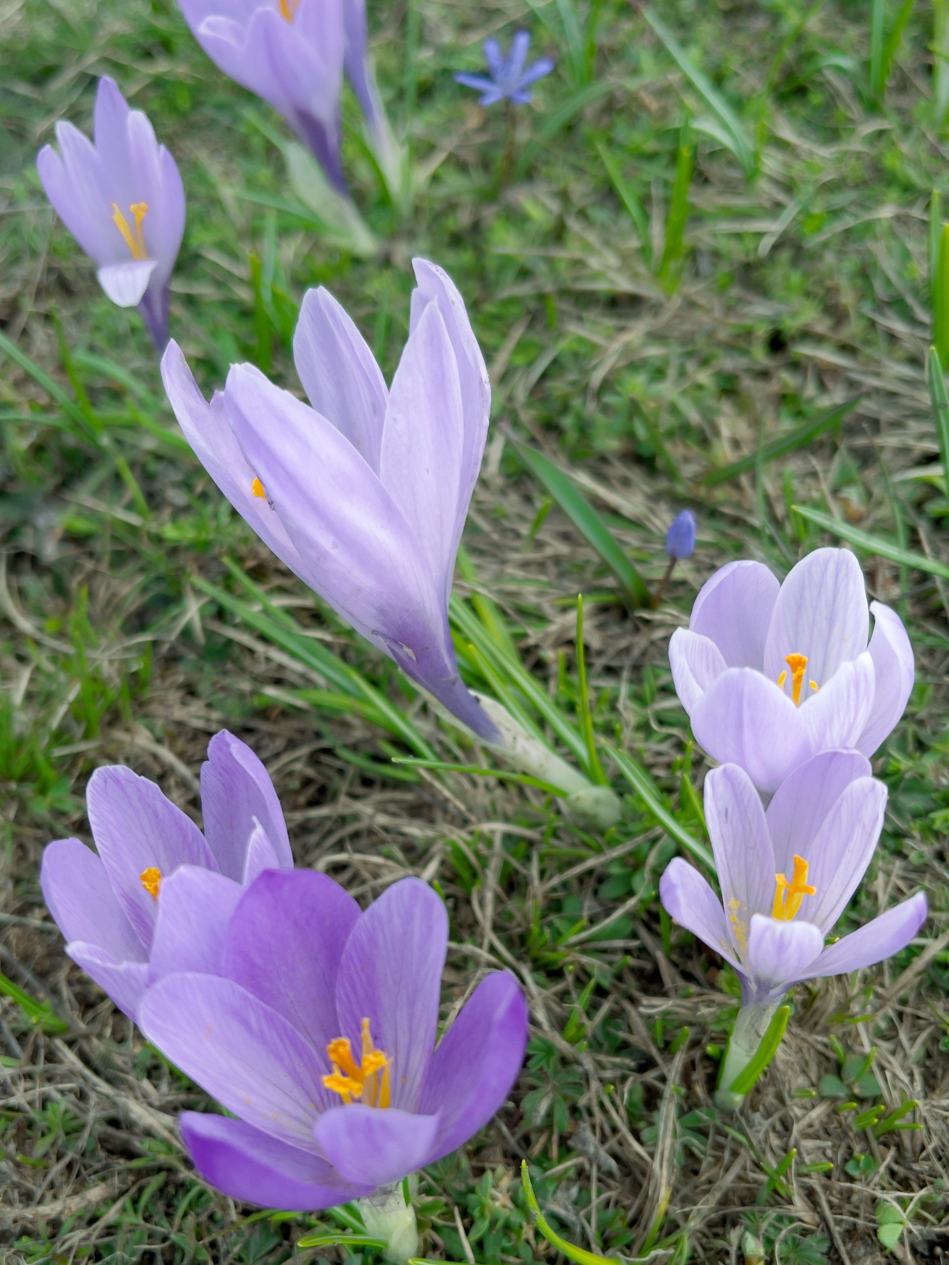 Fioritura crocus Campo Imperatore