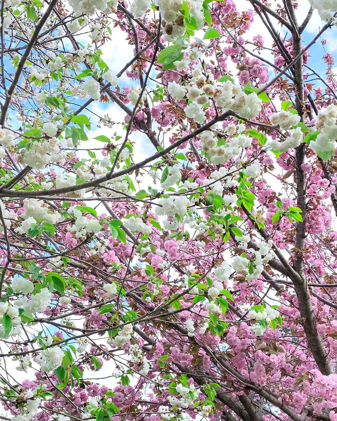 Fioritura ciliegi Roma