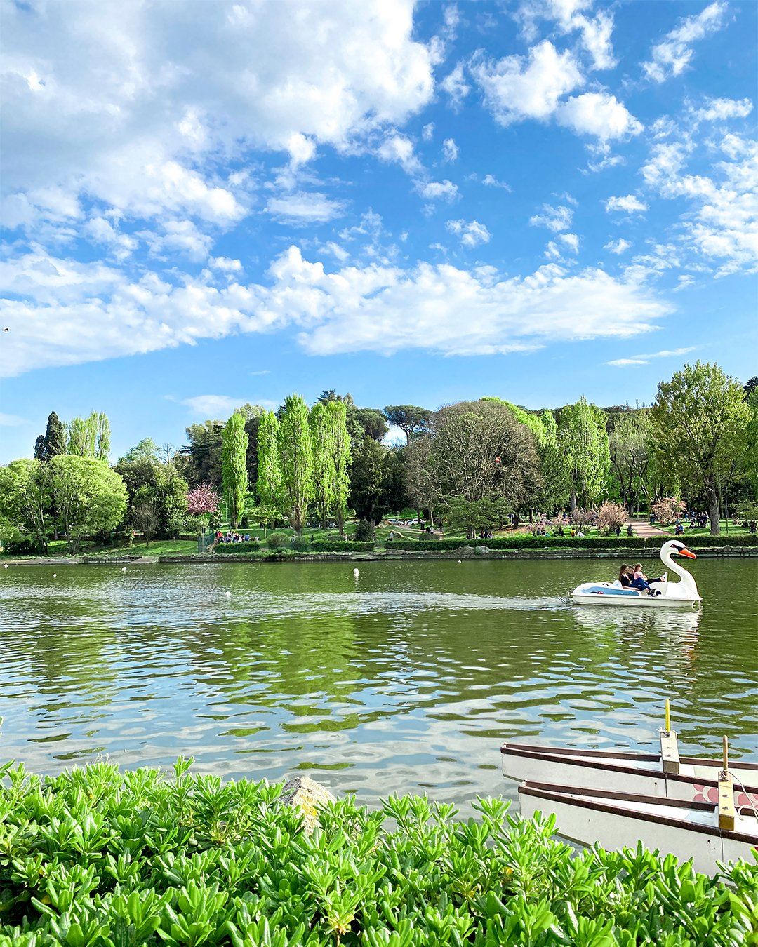 Vedere i ciliegi in fiore a Roma