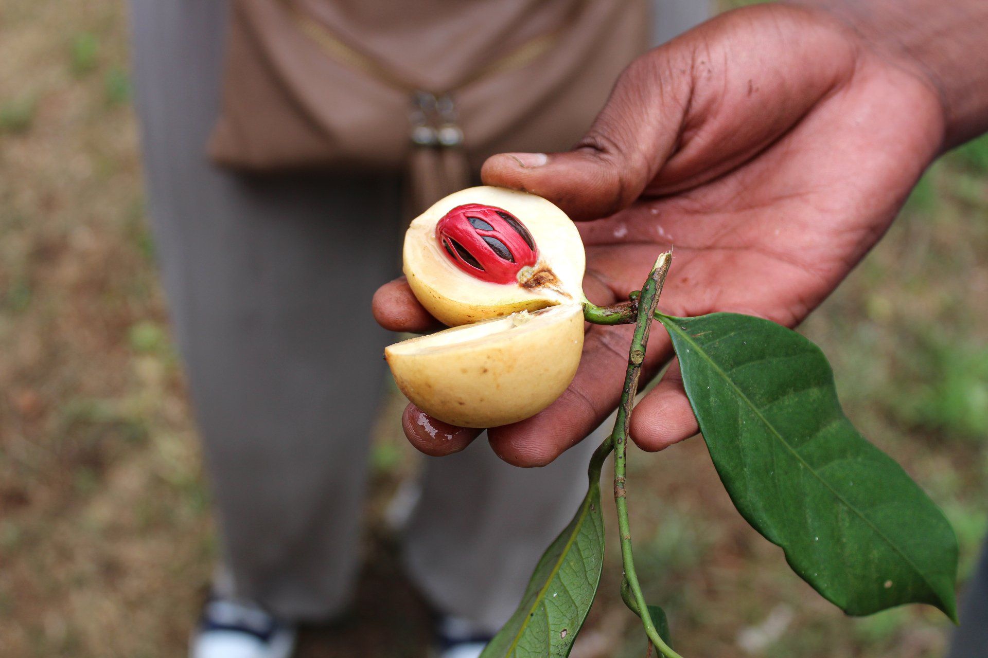 Cosa fare a Zanzibar