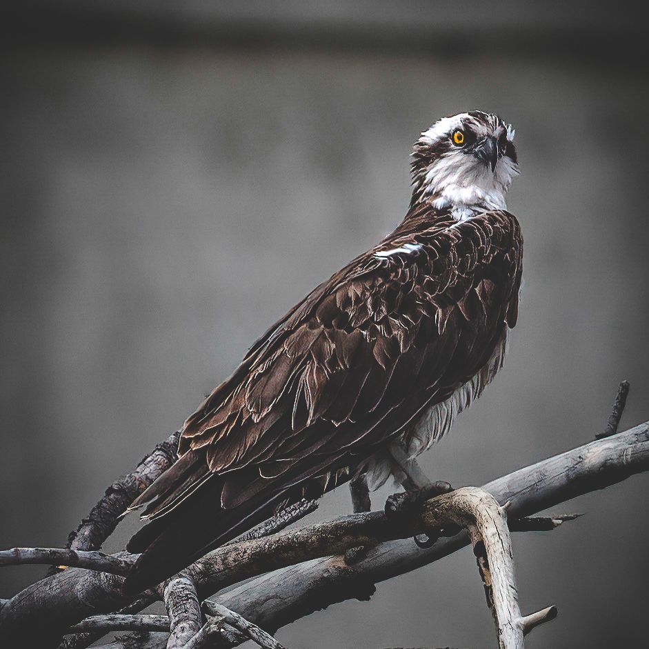 An osprey perched on a tree branch with a gray background