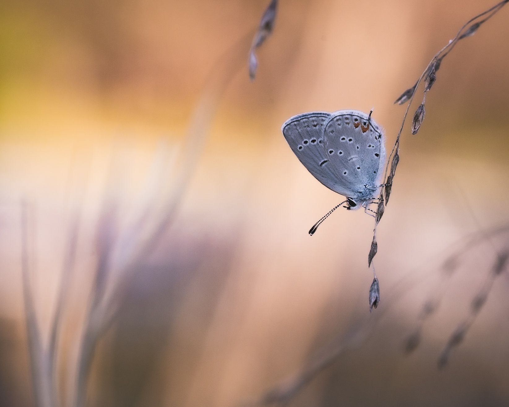 A blue butterfly is sitting on a plant branch.