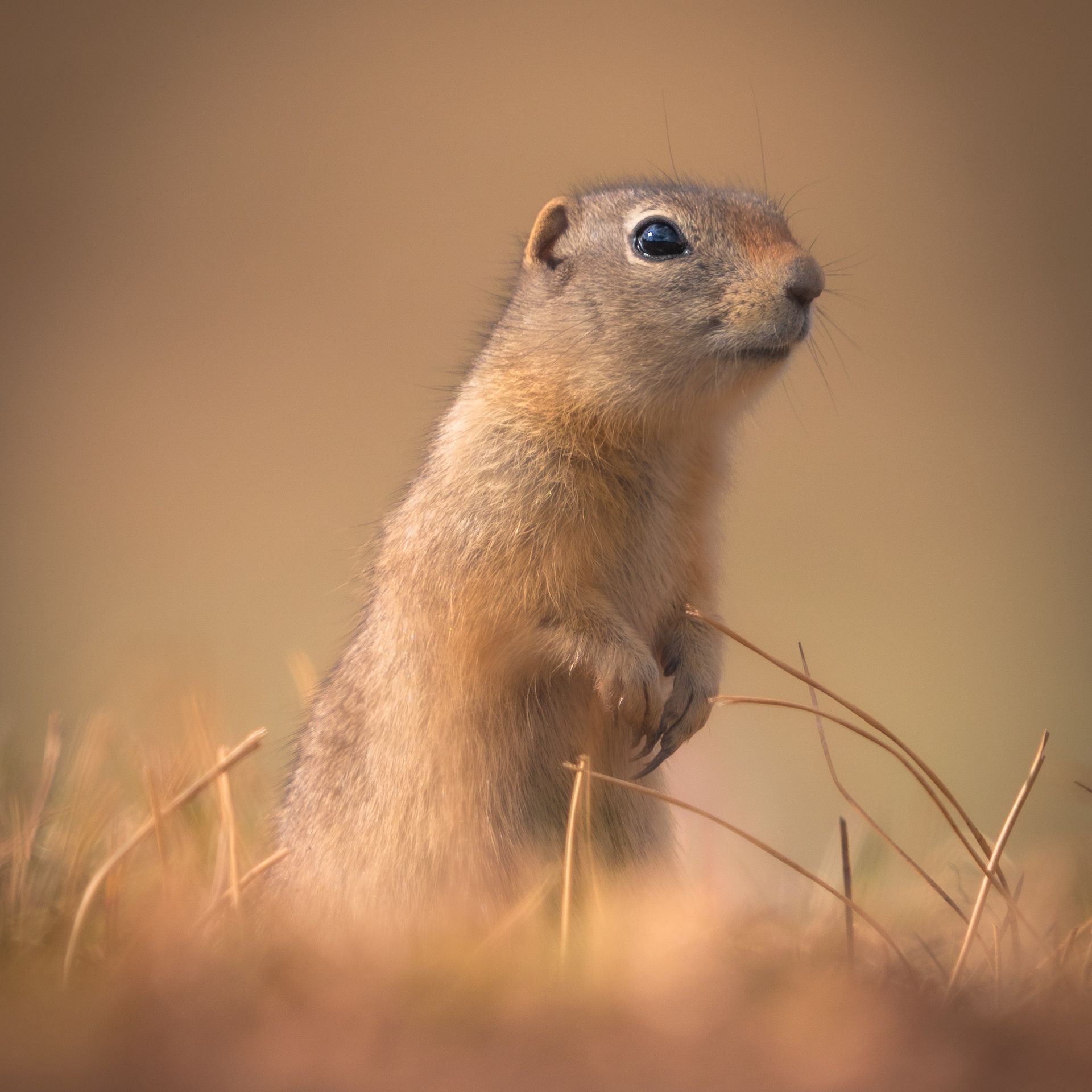 A ground squirrel is standing on its hind legs in the grass.