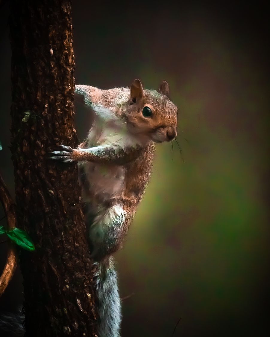A squirrel is sitting on a tree branch looking at the camera.