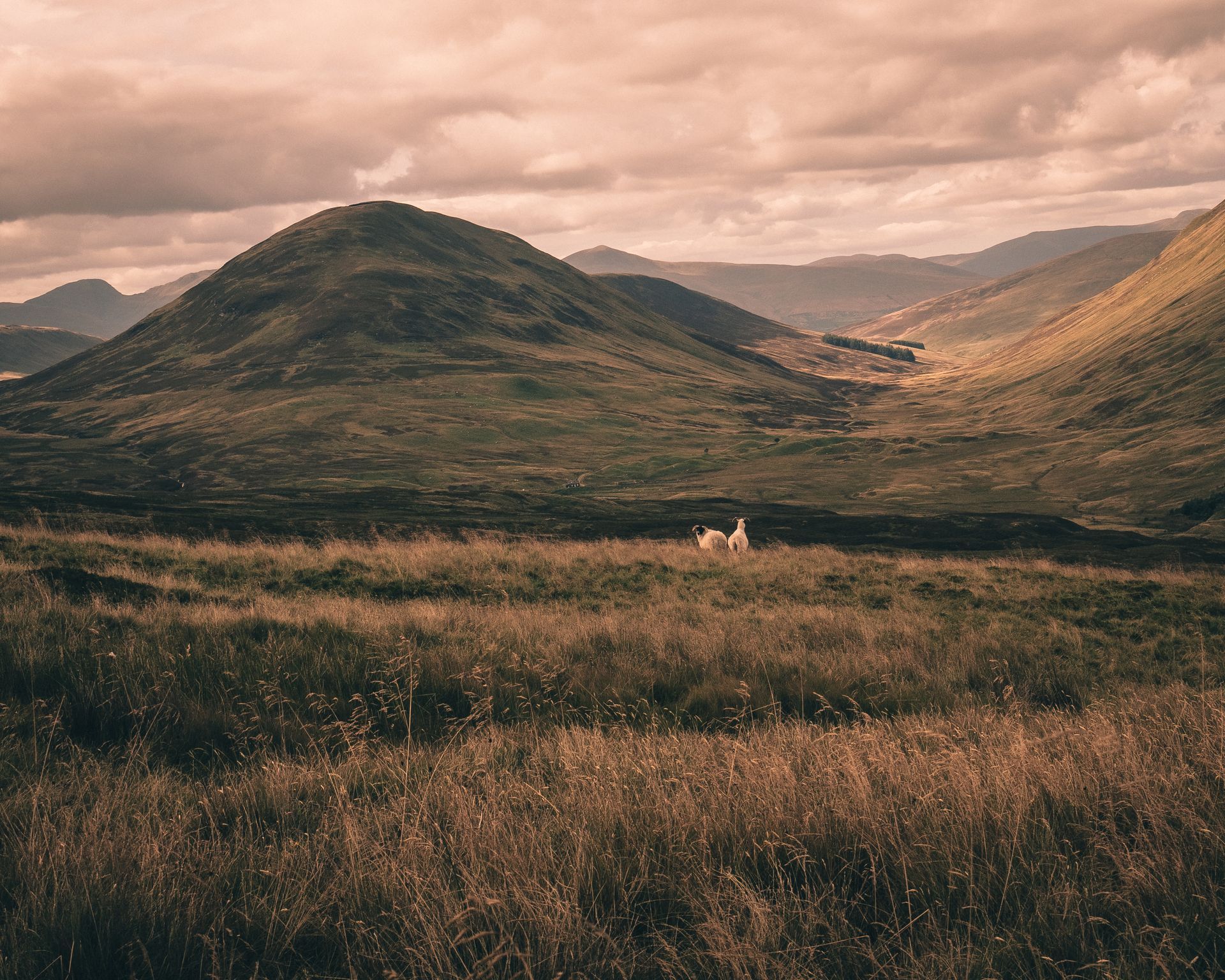 A couple of horses are standing in a field with mountains in the background.