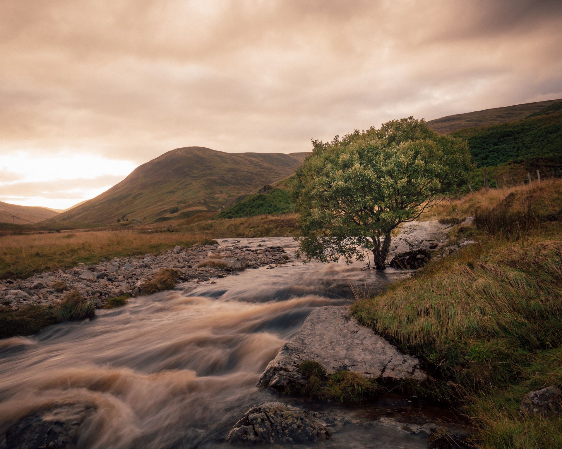 There is a tree in the middle of a river.