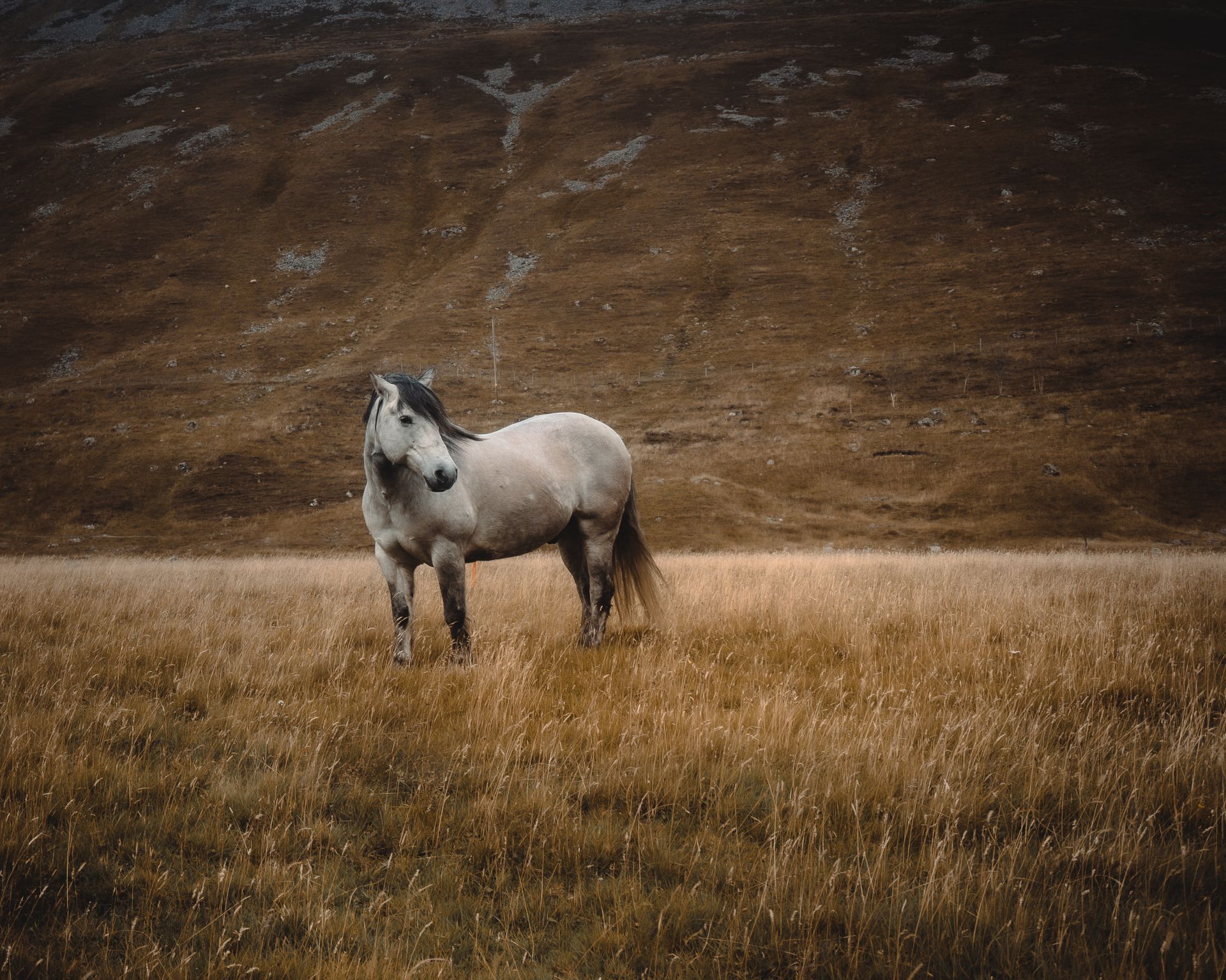 A white horse is standing in a field of dry grass.