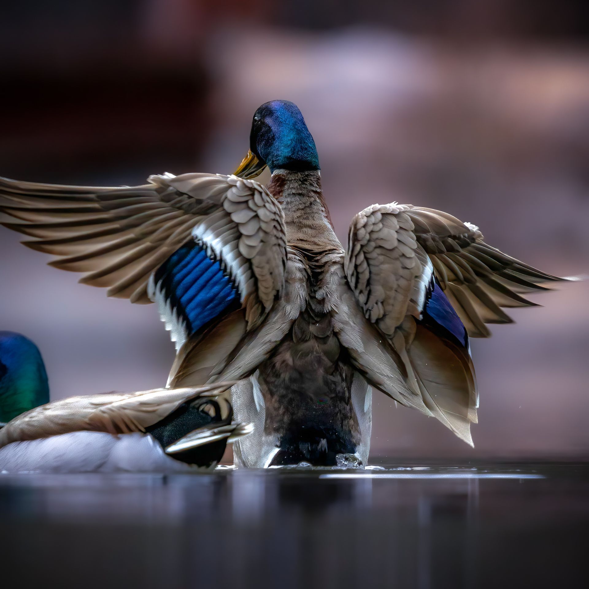 A close up of a duck with its wings outstretched