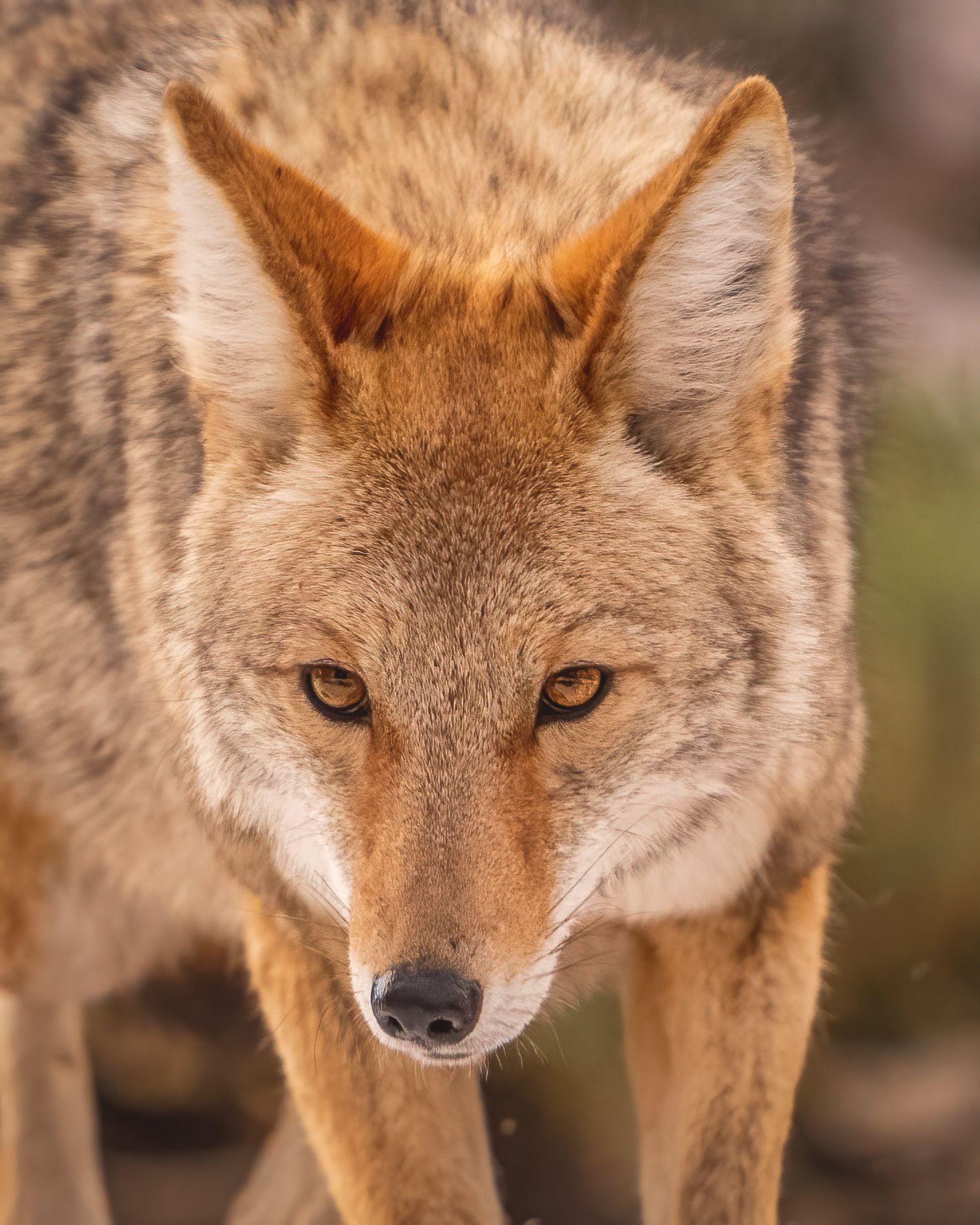 A close up of a coyote looking at the camera.