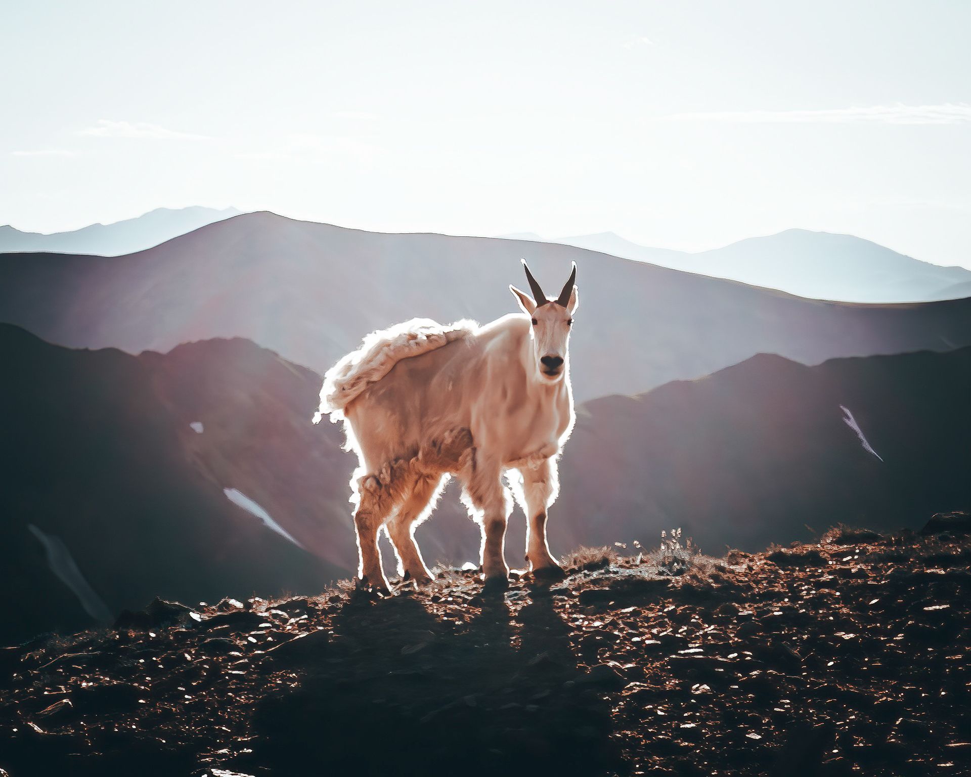 A mountain goat standing on top of a rocky hillside