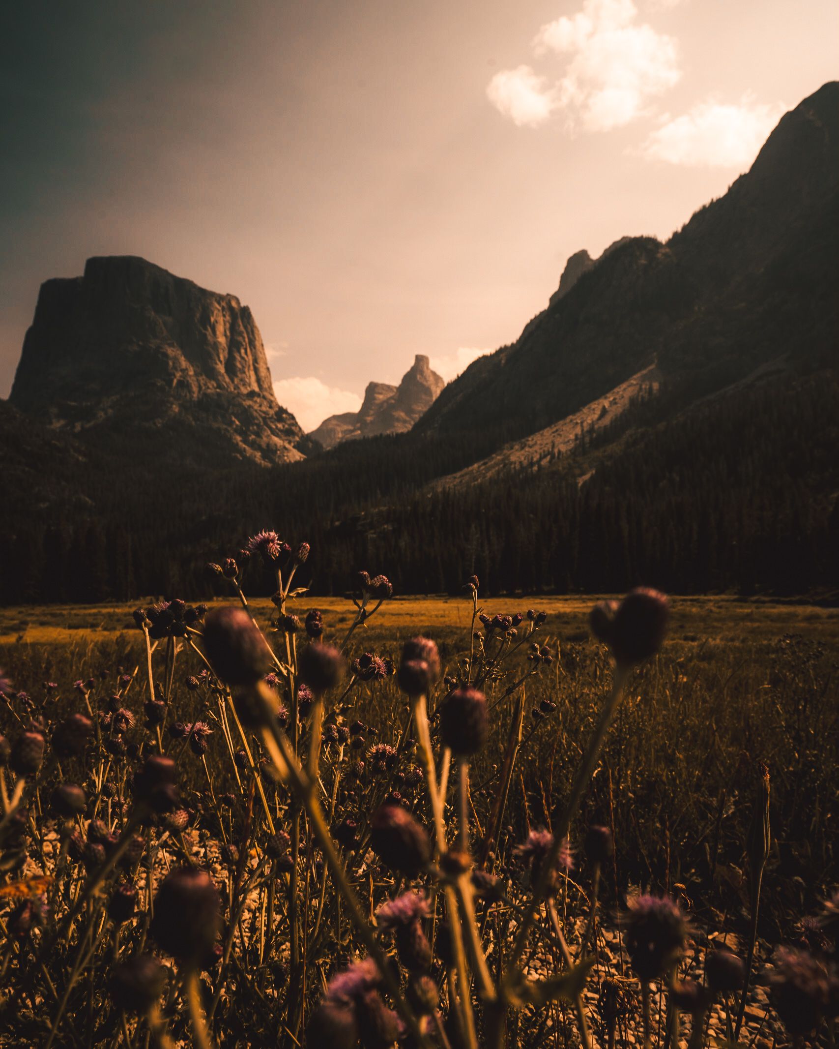 A field of flowers with mountains in the background
