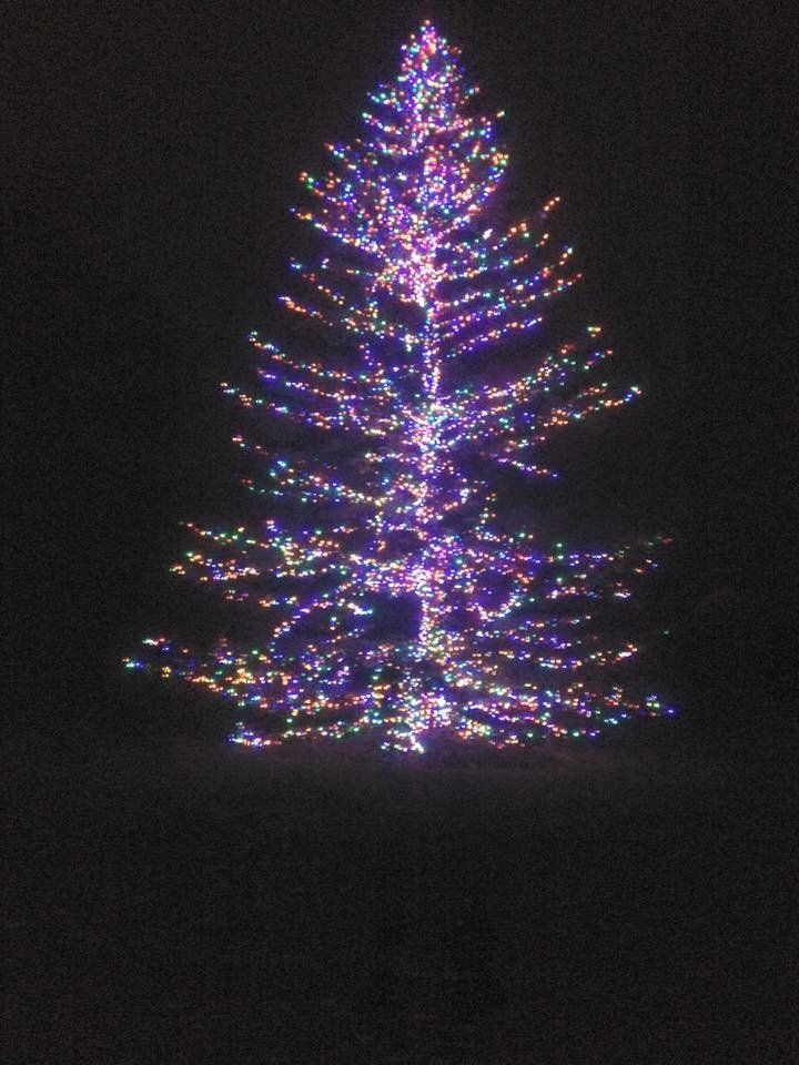 large tree with lights