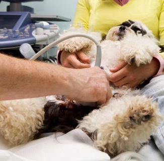 Family Pet Clinic | Omaha, NE | Millard Veterinary Clinic Family Pet Clinic | Omaha, NE | Millard Veterinary Clinic