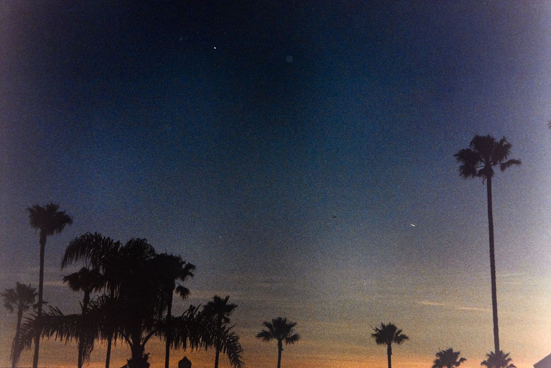 PALM TREES CALIFORNIA AT SUNSET