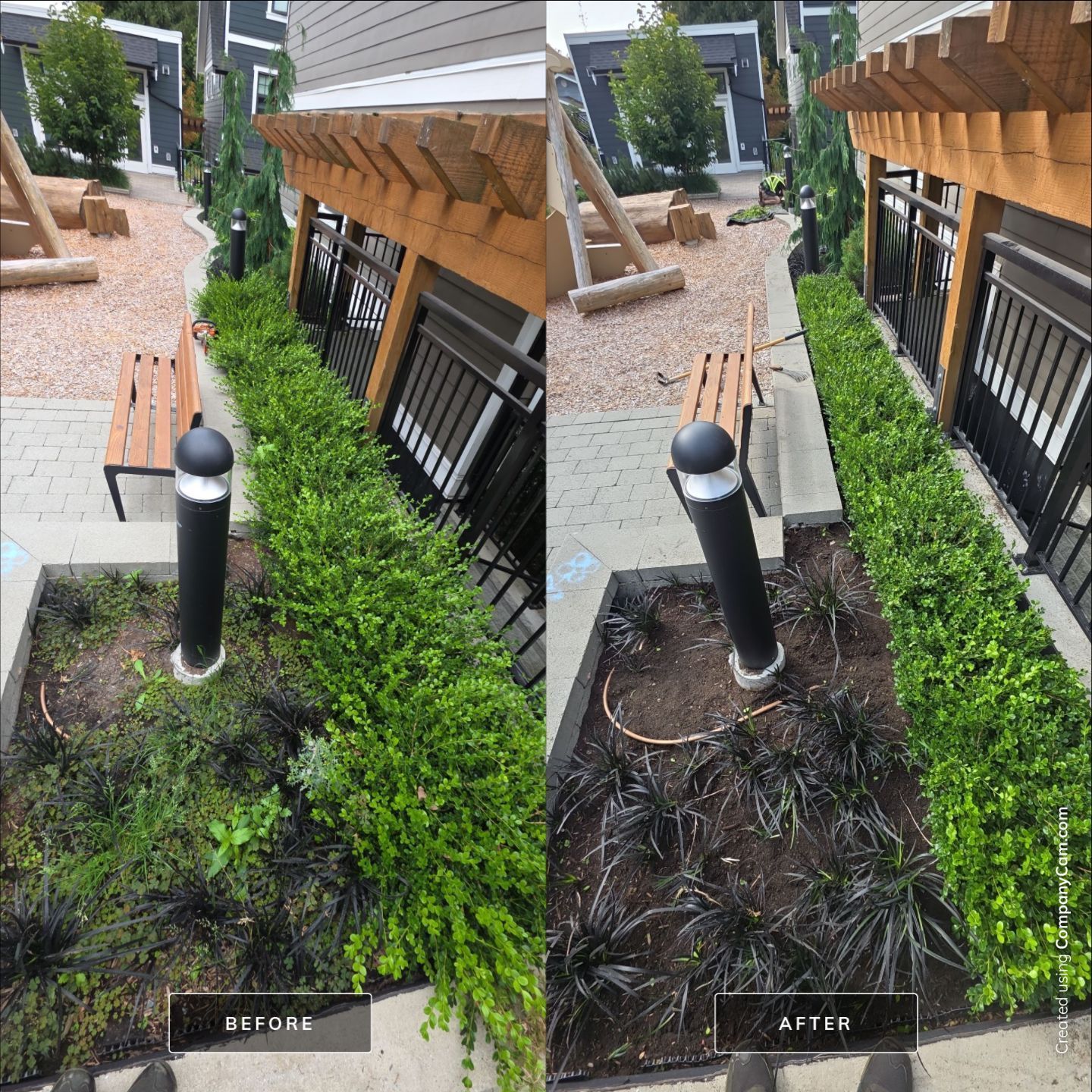 Side-by-side comparison of a garden bed before and after weeding and pruning dark-leafed plants.