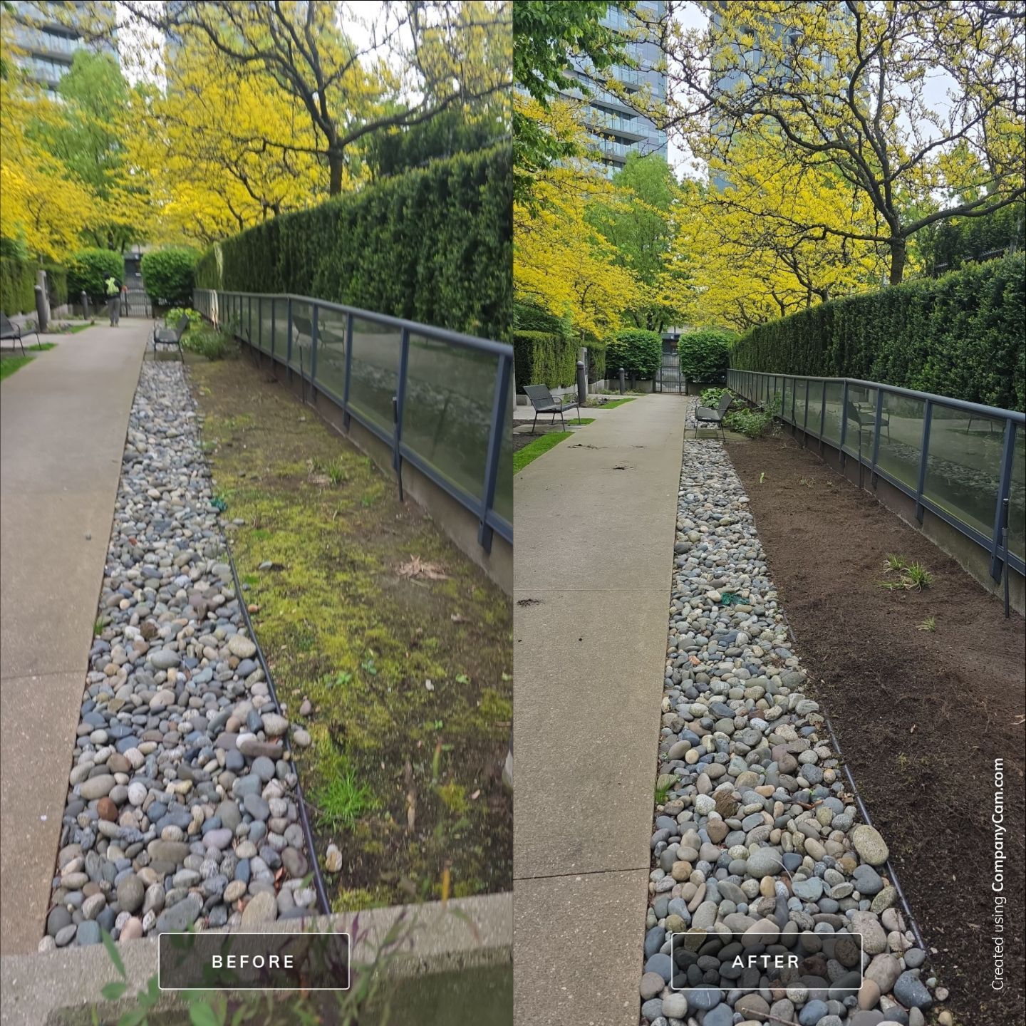 A before and after comparison of a garden path border cleared of weeds and covered with fresh dark mulch.
