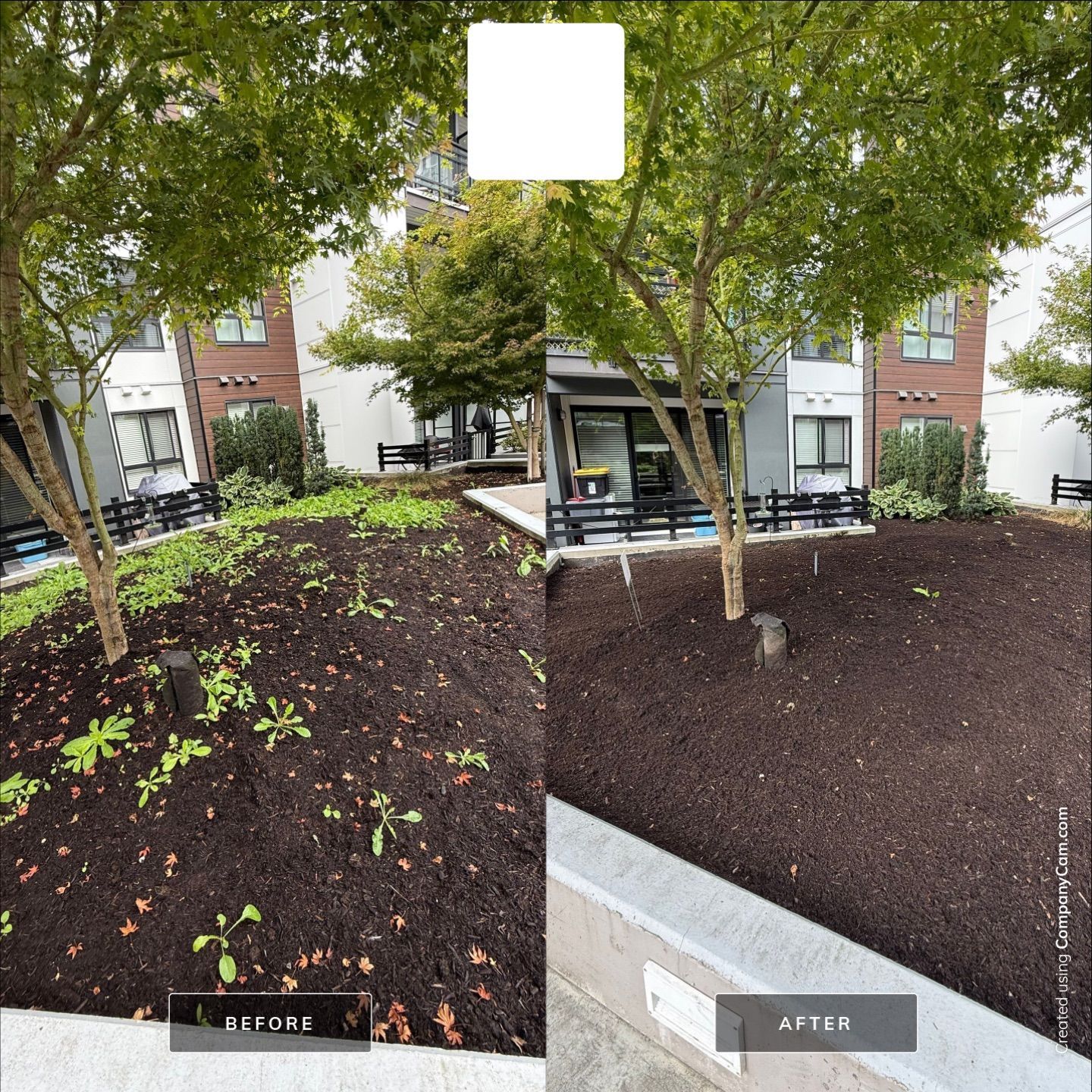 Before and after photos of a garden bed showing weeds being cleared from dark mulch beneath a tree near a building.
