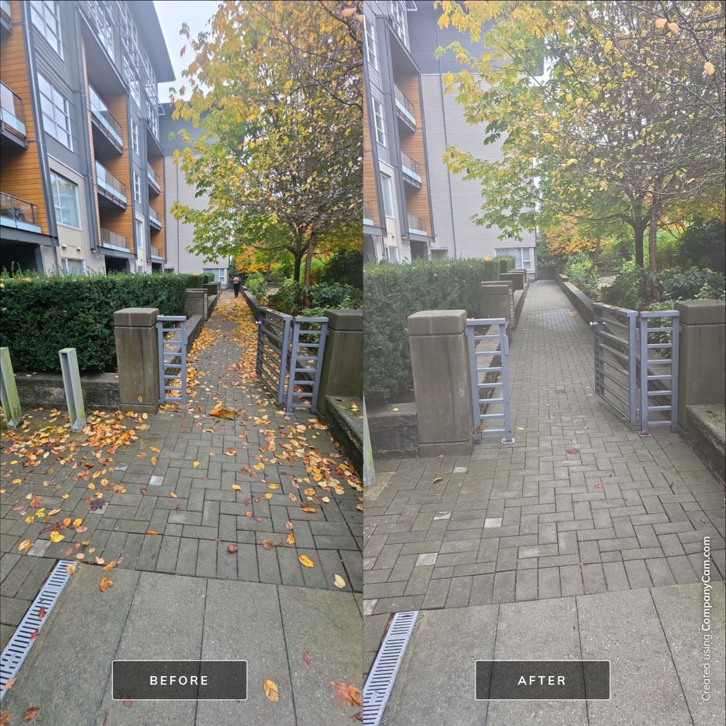 Before and after comparison of a stone walkway cleared of fallen autumn leaves.