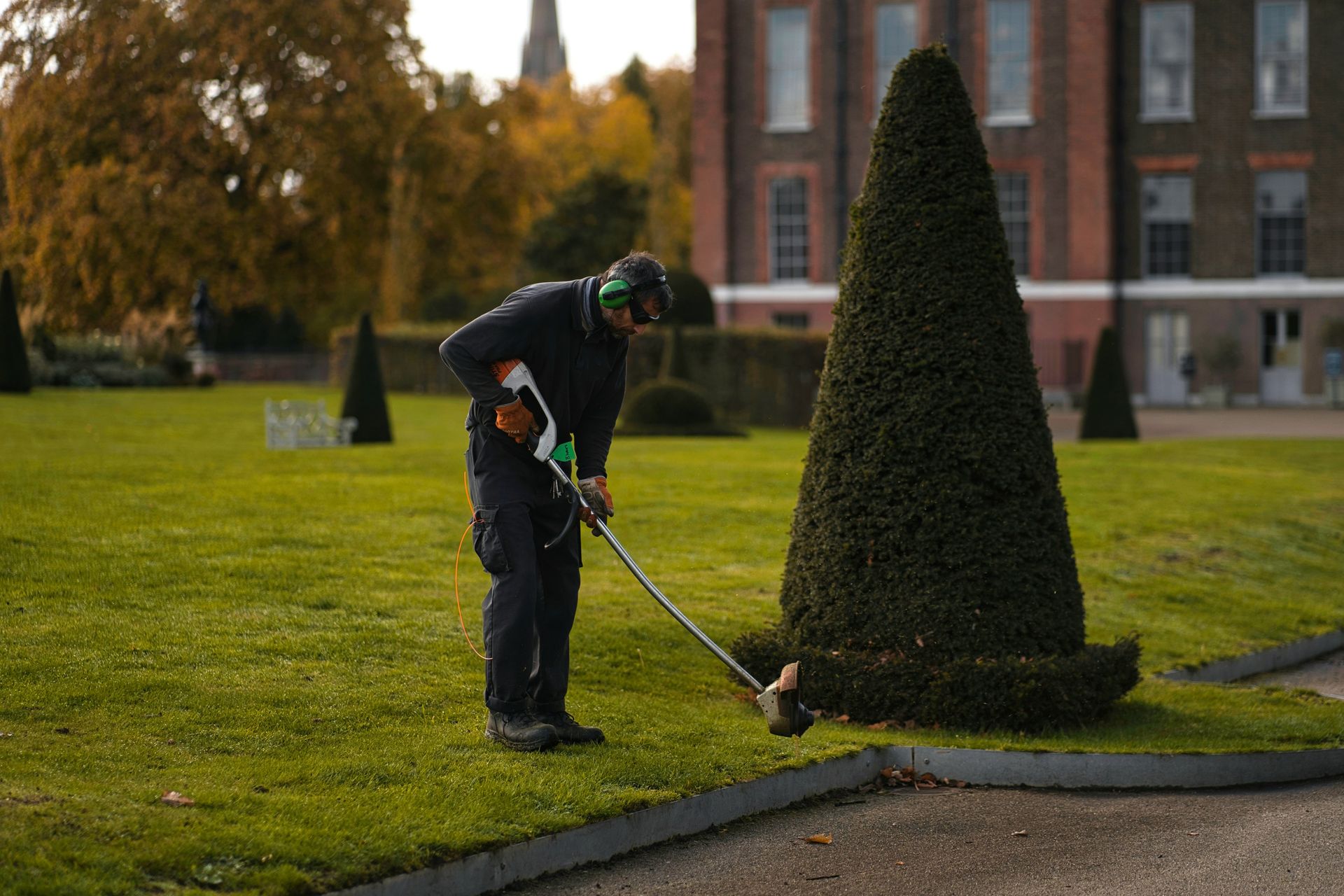 A gardener in dark work clothes trims the base of a cone-shaped topiary in a park with a weed whacker.
