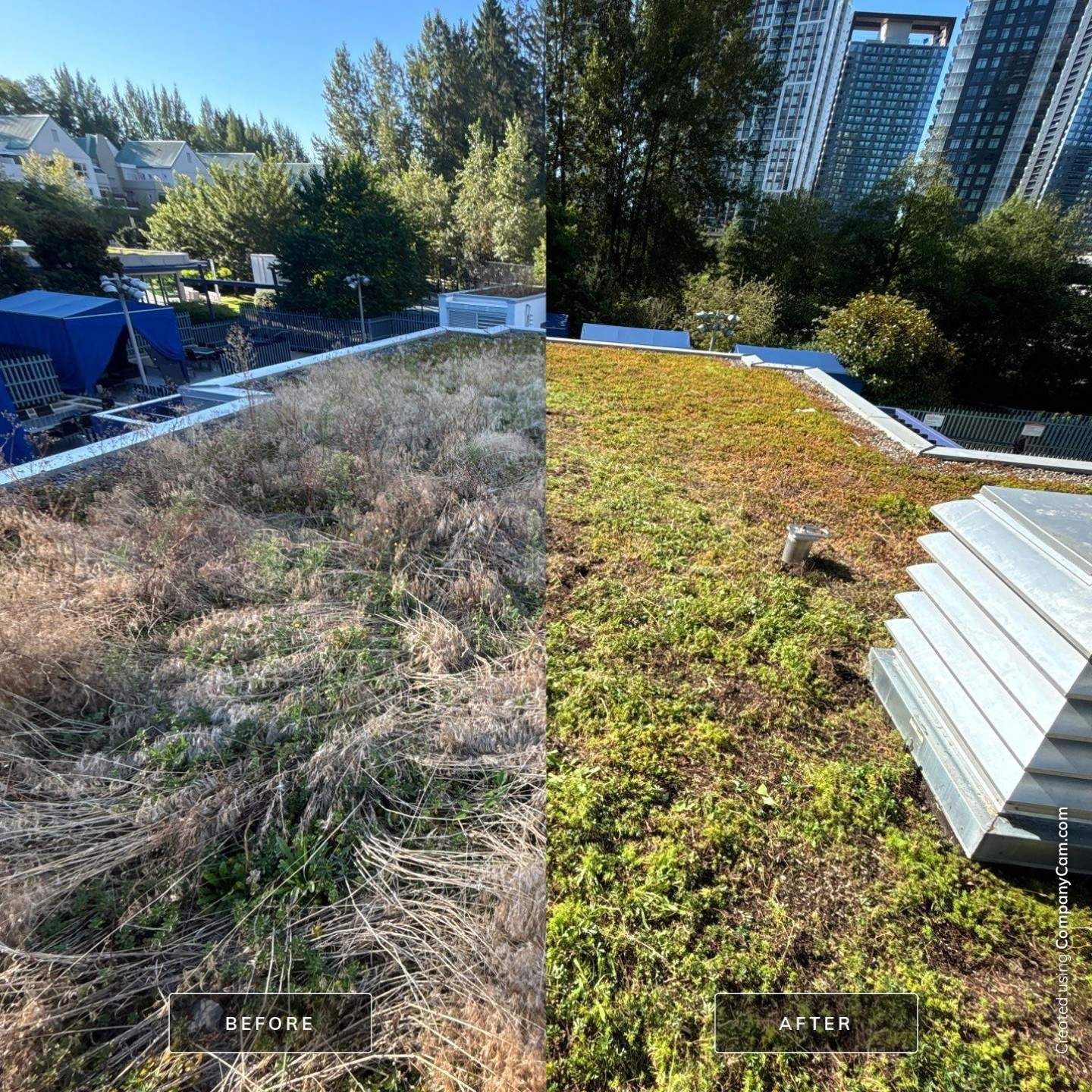 A split-screen comparison shows a green roof before and after maintenance, transitioning from dry, brown brush to lush green.