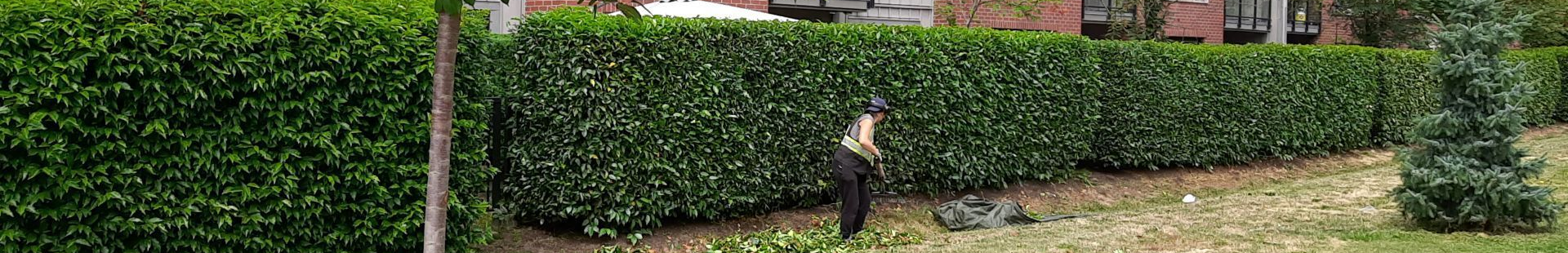 A person tending a tall hedge in front of a building. A small tree is on the right.