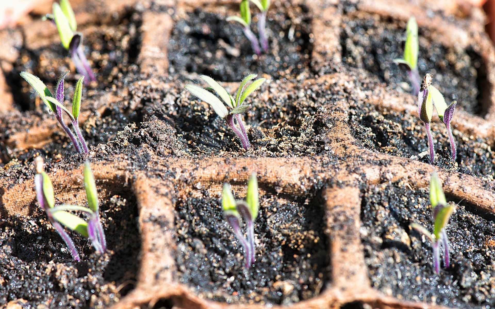 Small green tomato seedlings growing in individual compartments of a brown fiber seed starter tray.
