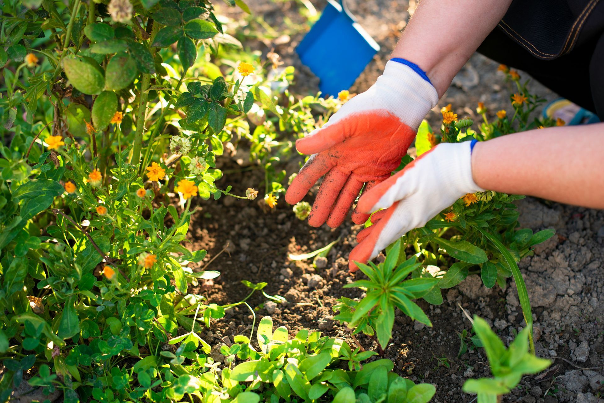 A person in orange and white gardening gloves reaches toward soil in a flower bed filled with green plants and small blooms.