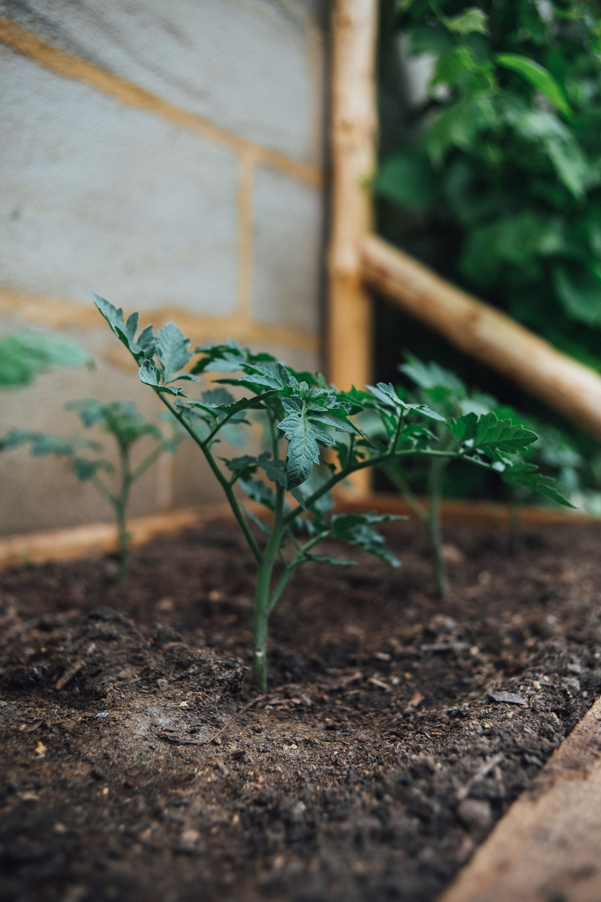 Young tomato plants growing in a wooden garden bed with a stone wall in the background.