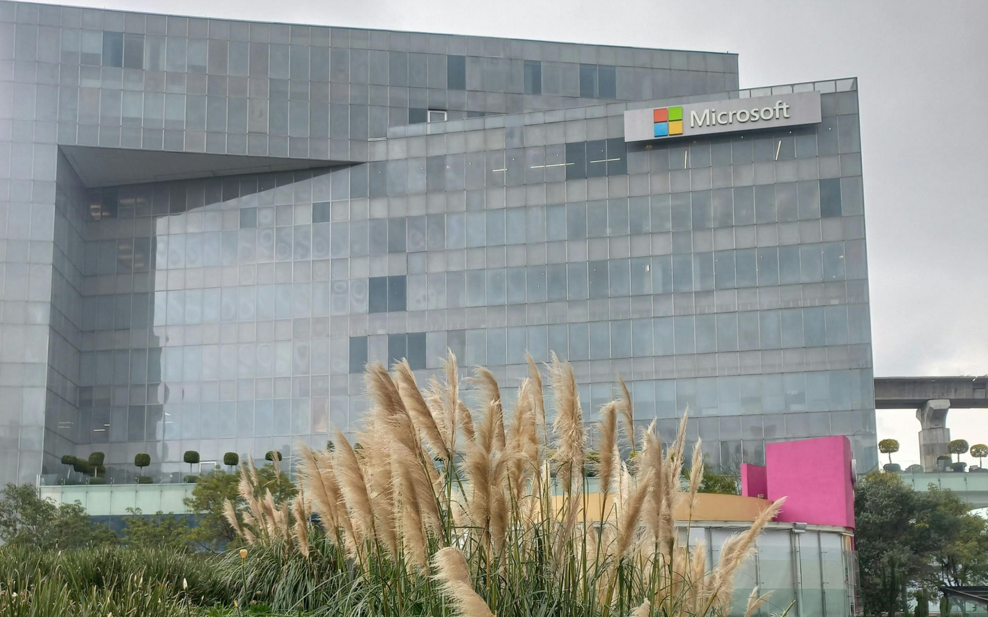 A glass-fronted Microsoft office building viewed behind tall, feathery ornamental grasses under a cloudy sky.