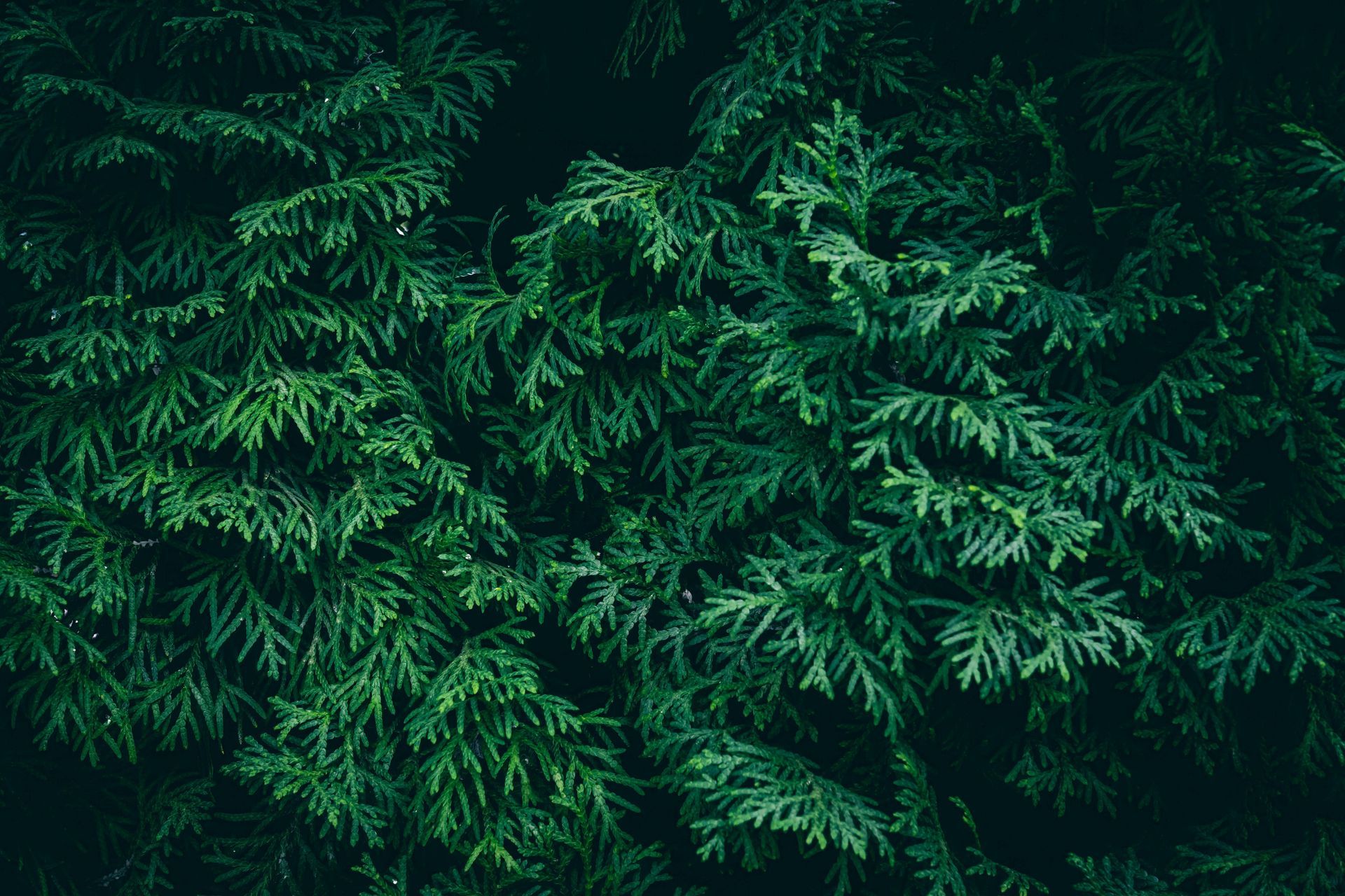 Green foliage of an evergreen tree, with overlapping branches, in close-up.