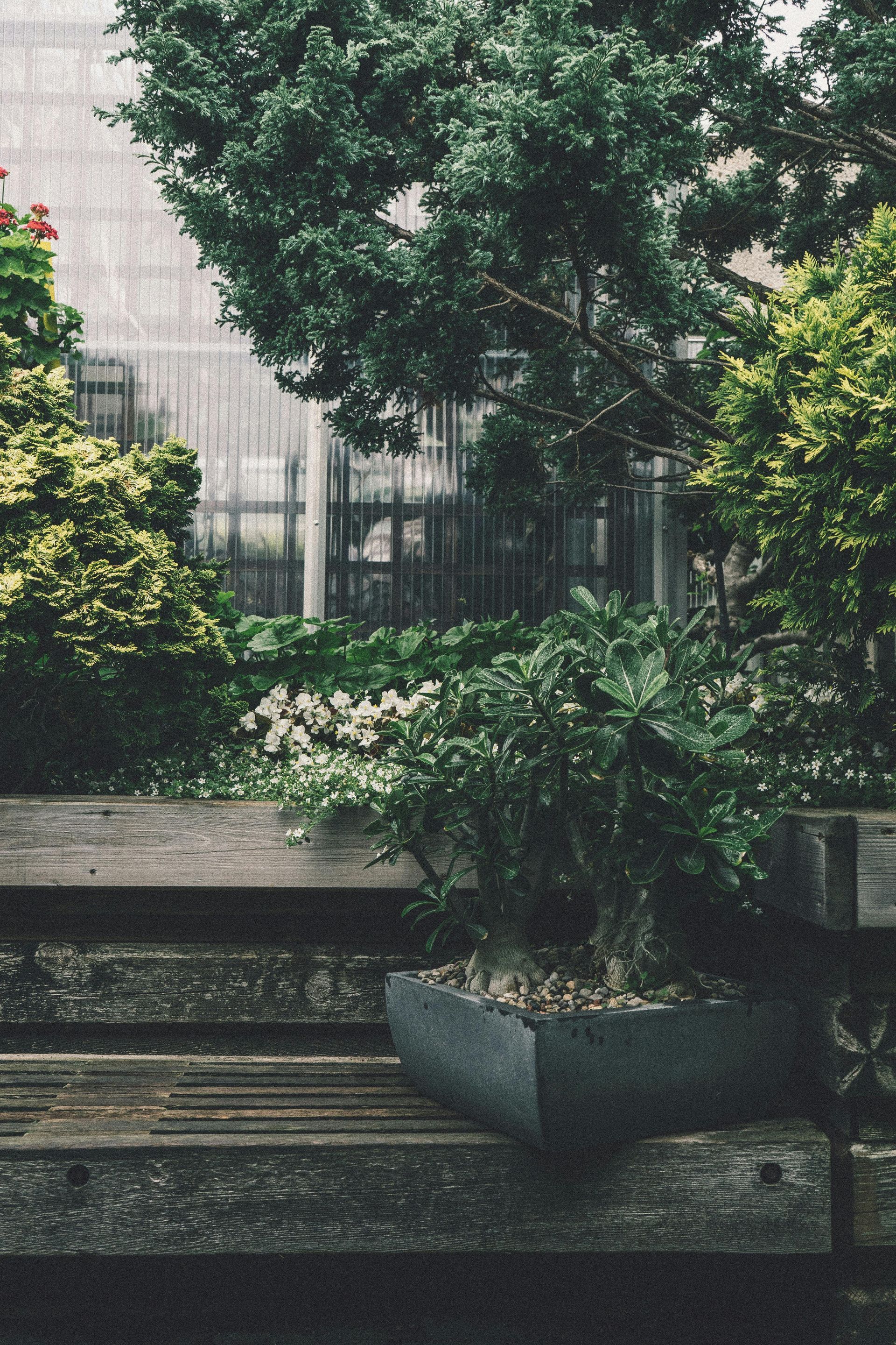 A wooden park bench sits in a garden, holding a square planter with green foliage against a backdrop of trees and a fence.