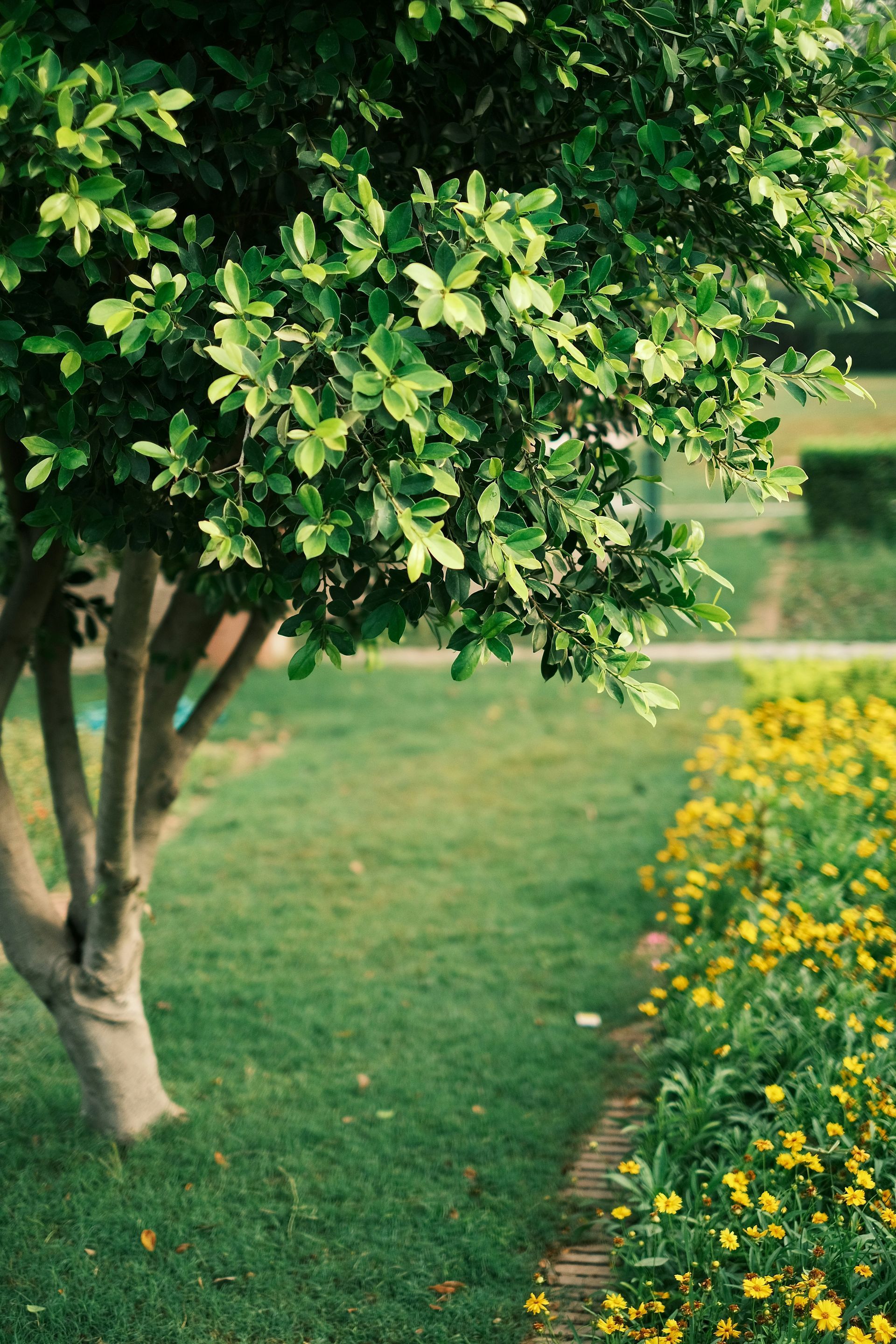 A leafy tree stands beside a garden bed of small, yellow flowers on a grassy lawn.