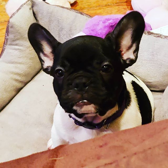 Puppy With Black Furry Face — Barkingham Mobile Pet Spa — Nottingham, NH