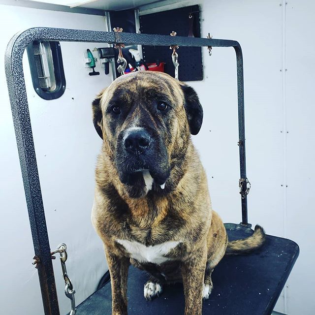 Dog Ready For Taking A Bath — Barkingham Mobile Pet Spa — Nottingham, NH