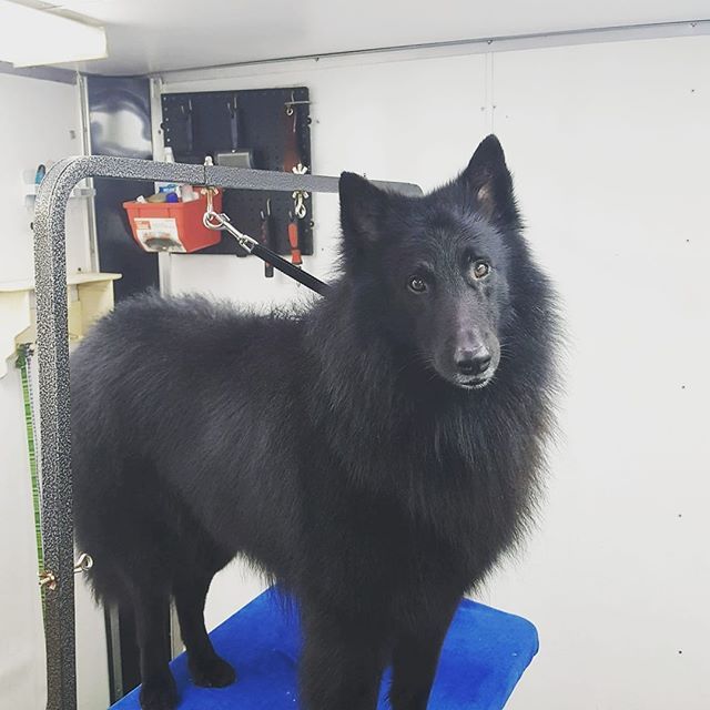 Black Furry Dog — Barkingham Mobile Pet Spa — Nottingham, NH