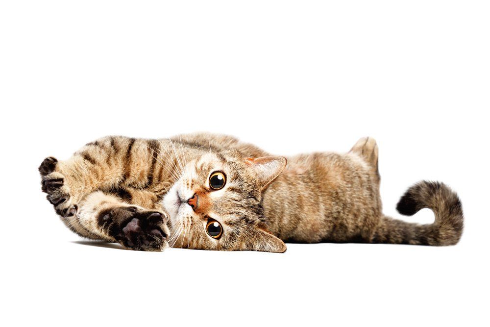 Furry Cat Lay Down On The Floor — Barkingham Mobile Pet Spa — Nottingham, NH
